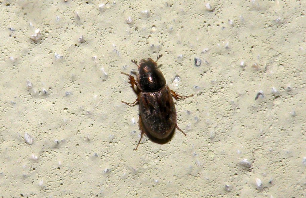 Volinus sticticus (Aphodiidae)